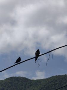Two birds perch on a wire against a backdrop of a cloudy sky and distant green hills. The scene conveys tranquility and simplicity.
