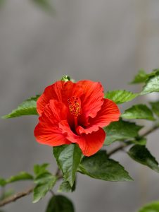 Bright red hibiscus flower in full bloom with vibrant petals and a prominent central stamen.