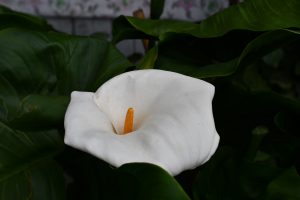 A large, elegant white flower with a distinctive trumpet shape, partially open to reveal a vibrant orange spike in the center. 