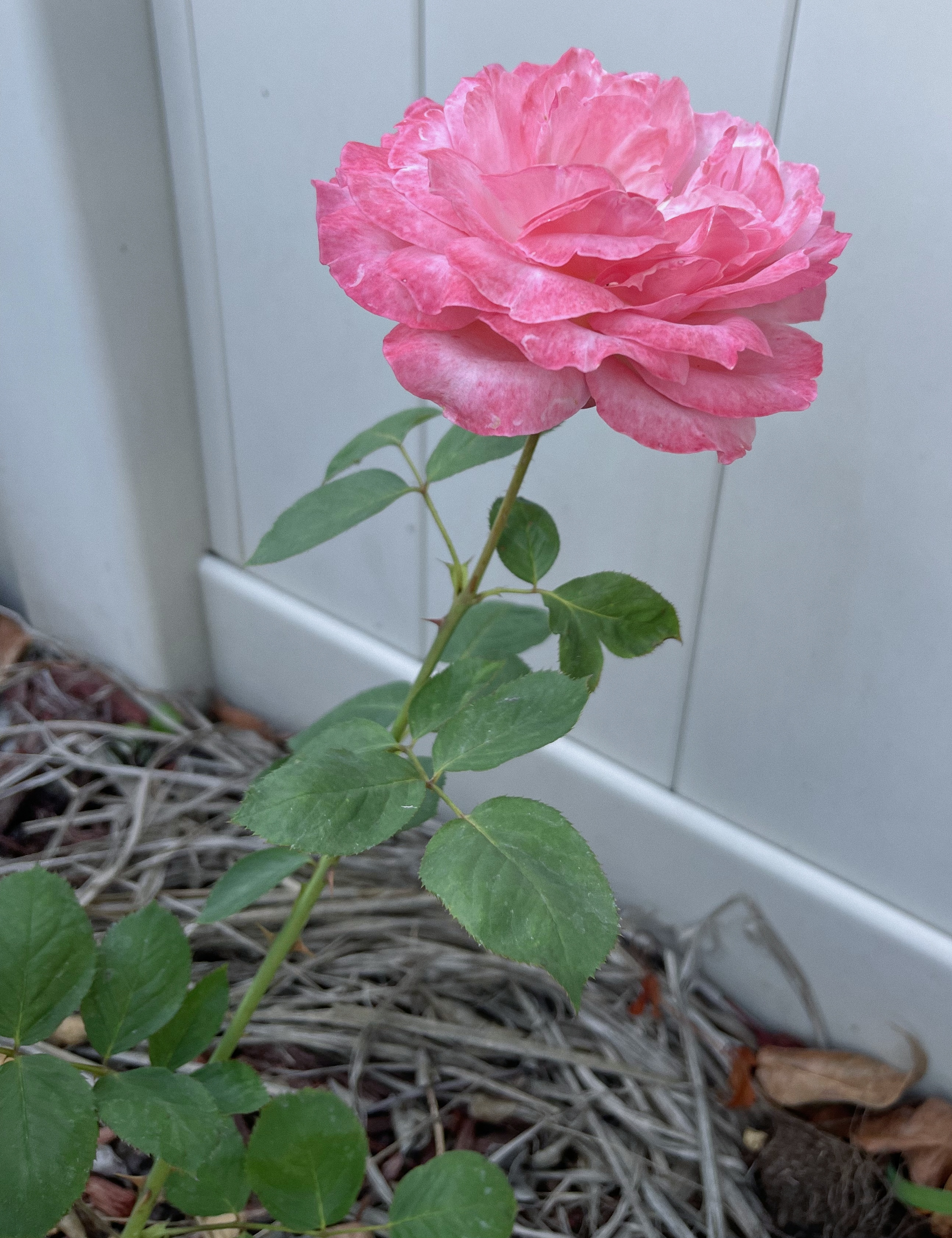 A vibrant pink rose blooms against a light gray fence, with green leaves and a mix of brown mulch and dried twigs at the base.