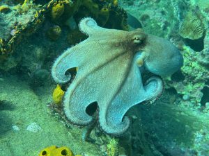 A rock octopus floating with curled tentacles on a coral reef