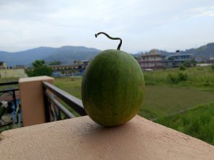 A green watermelon resting on a rooftop railing with misty Nepali hills, rice paddies, and village buildings stretching behind it. 