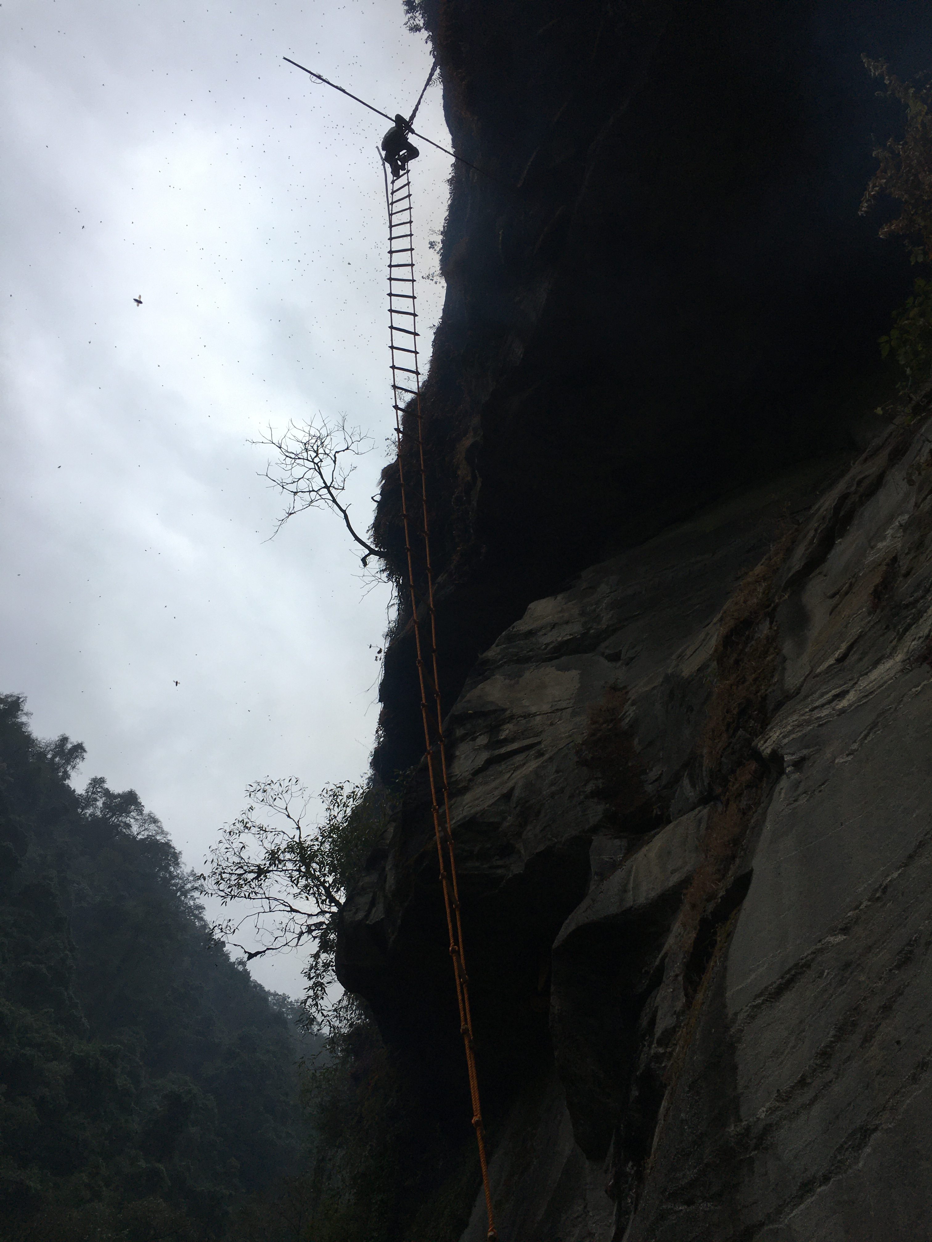Suspended from towering cliffs and risking their lives, Nepal's traditional honey hunters harvest the rare Himalayan honey using skills passed down through generations.