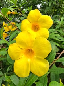 Yellow Allamanda flower blooming in a garden
