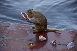 Monkey holding human garbage, symbolizing the irony of human progress and environmental impact 