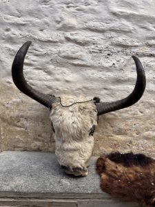 

A mounted animal skull with long, curved horns is displayed against a textured stone wall. 