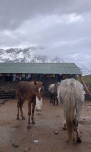 Horses standing outside a stone teahouse decorated with prayer flags with snow covered Himalayan peaks shrouded in clouds behind them. 