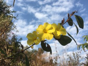 Beautiful Pyauli Flower – a delicate touch of nature’s elegance. 
