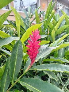 A red ginger flower growing among tall green leaves near a building.
