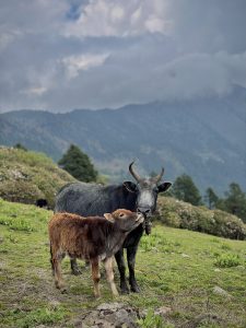 A yak and calf stand on a lush green hillside, surrounded by trees under a cloudy sky. The scene is tranquil, set against misty mountains.
