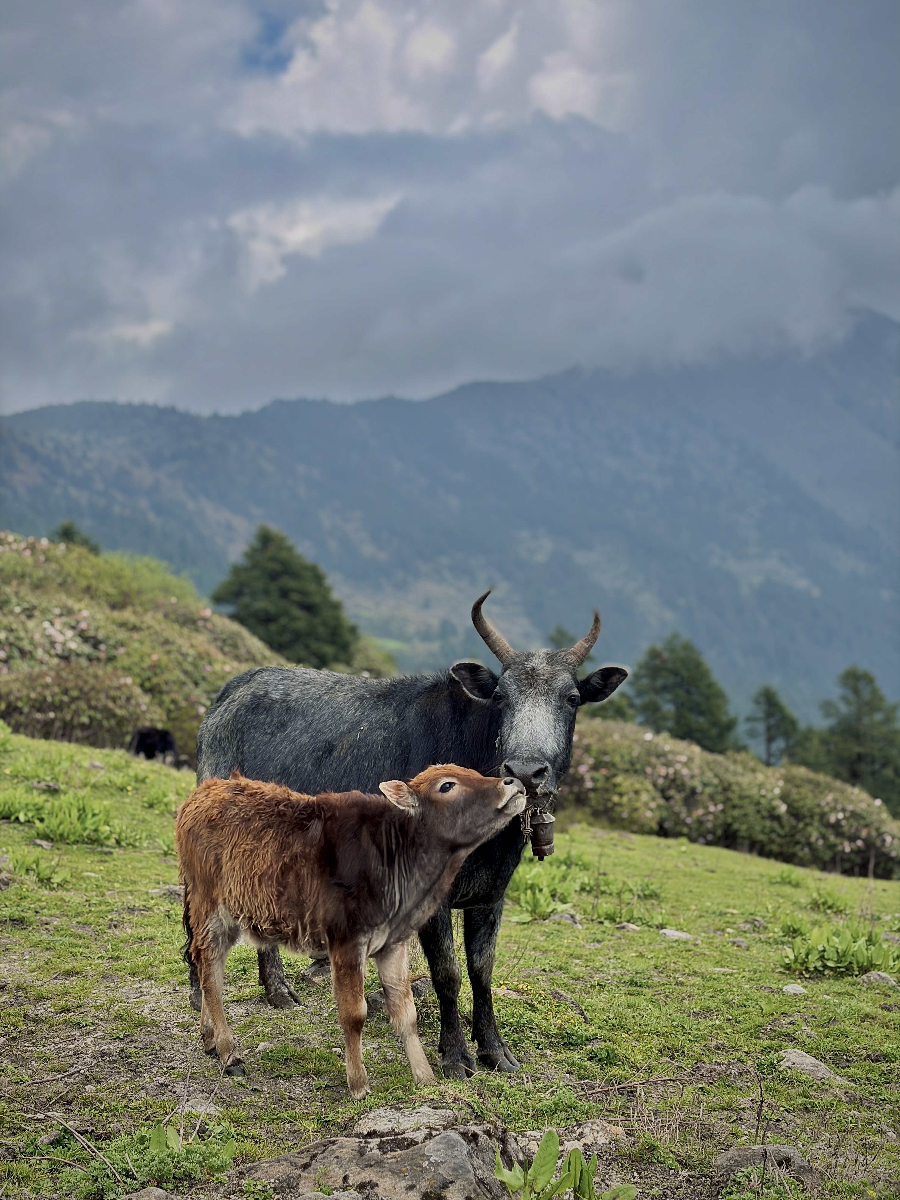 A yak and calf stand on a lush green hillside, surrounded by trees under a cloudy sky. The scene is tranquil, set against misty mountains.