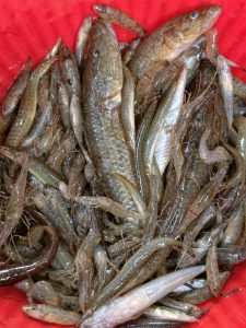 Fresh mixed fish catch featuring a variety of fish species in different sizes and shapes.