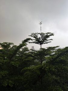 Tall green trees in the foreground under an overcast sky.
