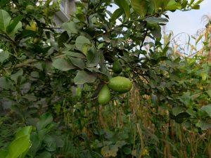 Unripe green lemons clustering on a branch amid dense dark foliage beside a harvested cornfield. 