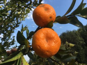 Organic oranges from Syangja – fresh, juicy, and naturally delicious. 
