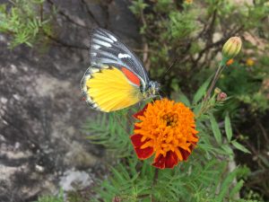 A beautiful butterfly dancing gently among blooming flowers.
