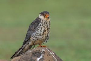 A close-up of a Amur Falcon(Female) bird perched on a rock. The bird has a striking appearance with a reddish-orange beak and vivid orange skin around its eyes. Its feathers are mostly dark gray with intricate patterns of black and white spots, especially on its chest.