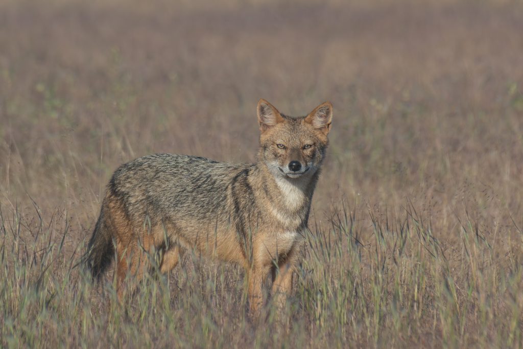 Golden Jackal stands alert in a field of tall, golden grass. Its fur has a mix of gray and brown tones, creating a natural camouflage against the landscape. Ears are pointed and upright, and it has a keen, watchful expression with bright, piercing eyes.
