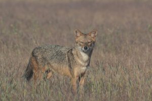 Golden Jackal stands alert in a field of tall, golden grass. Its fur has a mix of gray and brown tones, creating a natural camouflage against the landscape. Ears are pointed and upright, and it has a keen, watchful expression with bright, piercing eyes. 
