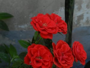 Five red roses in full bloom stand out in the garden, their large velvety petals dominating the scene, with only hints of green leaves and stems visible.
