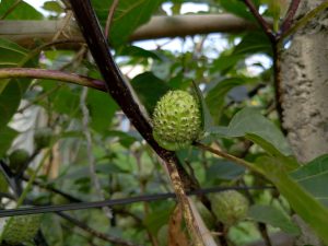 A small spiky green soursop (Annona muricata) fruit forming on a dark stem amid broad green leaves. 
