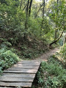 A rustic wooden plank bridge leading to a winding forest trail surrounded by lush green trees and ferns in dappled sunlight. 