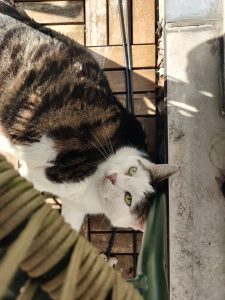 A white and tabby cat with green eyes looks up from a sunlit balcony or patio. Wooden floor tiles, a railing and strong shadows frame the close-up view from above.