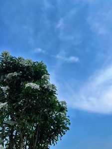 Tall green tree with white flowers against a clear blue sky, conveying a sense of peace and natural beauty
