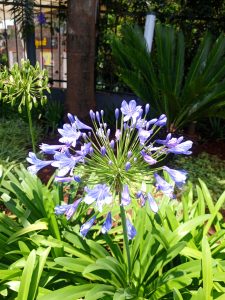 A close-up of a purple agapanthus flower surrounded by green leaves in a garden.
