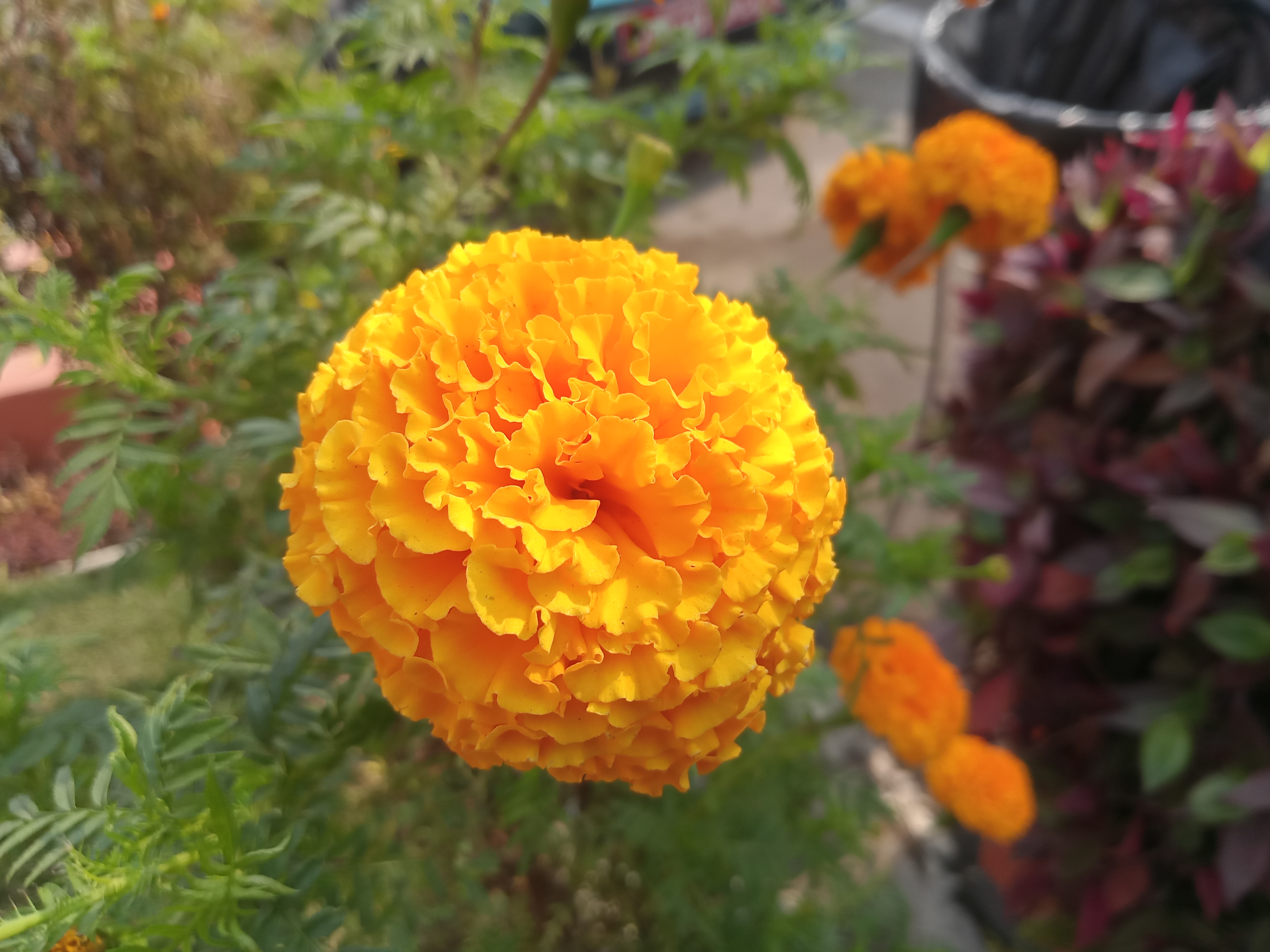 A yellow marigold flower in the garden of Manigram Bishram Batika, Butwal, Nepal