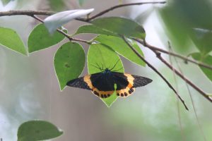 A striking butterfly rests on a vibrant green leaf. The butterfly has a velvety black upper wing with a brilliant yellow border, contrasting sharply with a white underside. Its delicate antennae extend forward. The leaf is lush and full, providing a natural backdrop for the insect. 