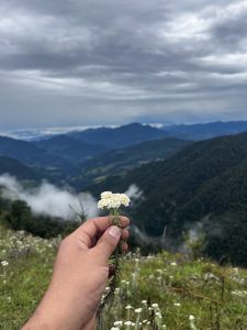 Hand holding white flowers against a backdrop of misty, green mountains under an overcast sky