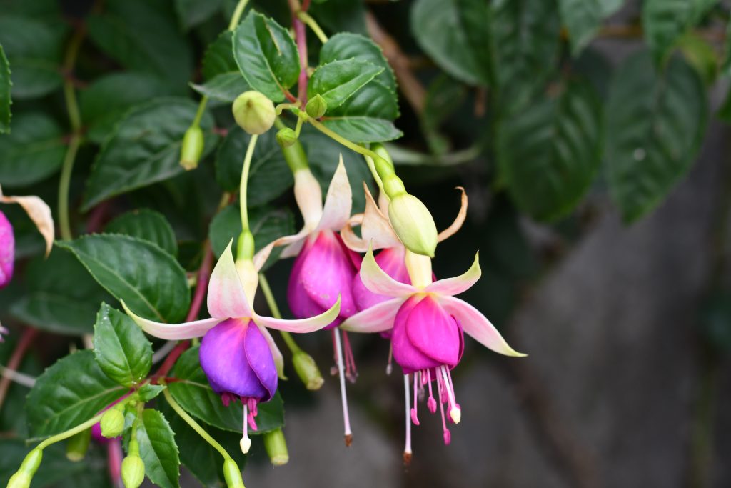 A cluster of delicate flowers hangs from a green, leafy branch. Each flower has a unique shape, featuring long, slender petals.