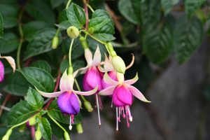 A cluster of delicate flowers hangs from a green, leafy branch. Each flower has a unique shape, featuring long, slender petals.
