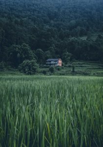 Lonely farmhouse nestled between lush green rice paddies and a dark, moody forest-covered hillside 