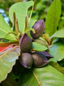 A close-up of a cluster of dark purple fruits of the Tropical Indian Almond (Terminalia catappa) growing among large green leaves. The rich colors, fresh foliage, and fine details create a vibrant nature scene, highlighting this tropical tree known for its almond-like nuts. Captured at Thondayad, Kozhikode, Kerala. 