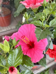 A bright pink single hibiscus flower with red center and yellow pollen-tipped stamens, surrounded by green buds and leaves at a plant nursery, Nepal. 