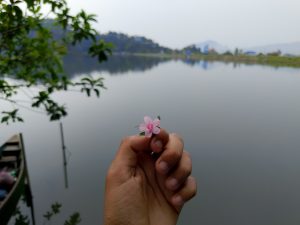 A tiny pink wildflower held up against the still silver reflection of Begnas Lake, a wooden boat moored to the left.
