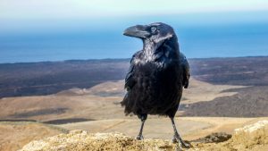 A close-up shot of a large black crow standing on a light-colored rock. The crow has iridescent feathers and a prominent beak, looking toward the left. In the background, there is a vast landscape of dry, brown hills leading toward a deep blue ocean under a clear sky.

