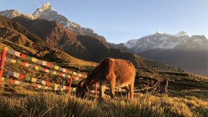 In a serene mountainous landscape bathed in warm sunlight, a brown mule grazes peacefully on lush green grass in the foreground
