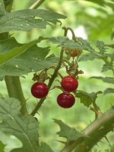 Close-up of bright red wild berries growing on a thorny plant, surrounded by green leaves in a natural outdoor environment