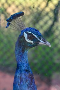 A vibrant peacock’s head is featured prominently in the image. Its iridescent feathers display shades of blue and green, with a textured appearance that catches light beautifully. The peacock’s eye is dark and expressive, set against its striking blue plumage. 
