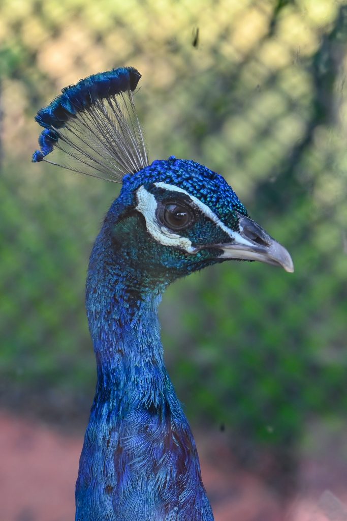 A vibrant peacock’s head is featured prominently in the image. Its iridescent feathers display shades of blue and green, with a textured appearance that catches light beautifully. The peacock’s eye is dark and expressive, set against its striking blue plumage.