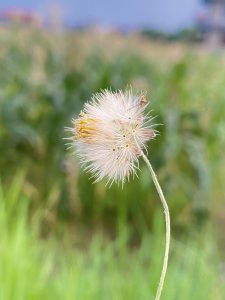 Fluffy white dandelion against a softly blurred green field and blue sky.

