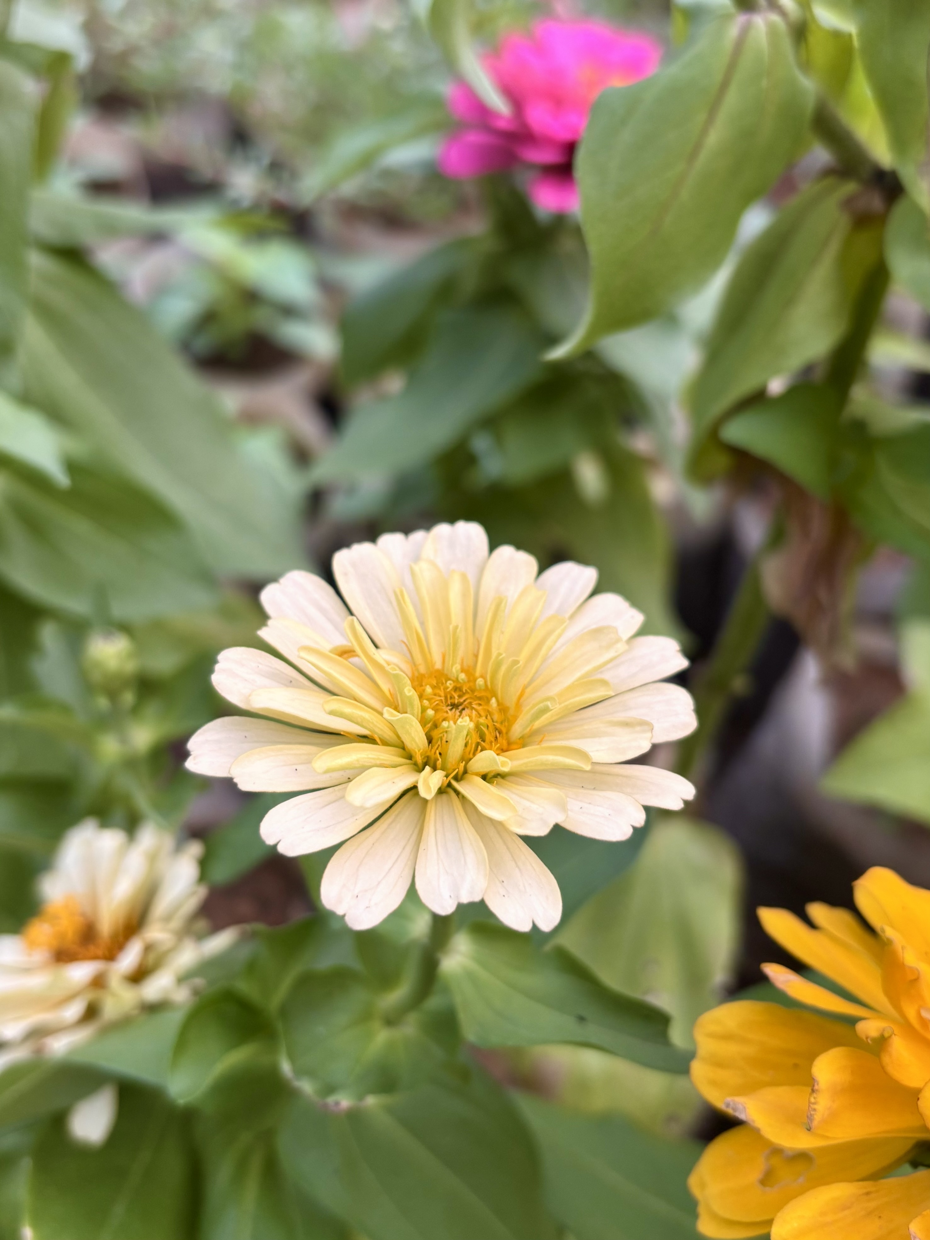 Creamy white double zinnia flower in focus, with a magenta zinnia and yellow zinnia visible in the blurred background
