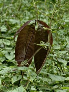 Young mango sapling with fresh bronze-colored leaves emerging naturally among dense green vegetation in an overgrown area.