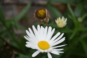 A vibrant daisy dominates the foreground with its bright yellow center and crisp white petals fanning outward. Behind it, blurred by a shallow depth of field, stands a small, pale yellow bud on the right and a wilting, brown flower head to the left. The background is a soft blend of leafy green foliage.