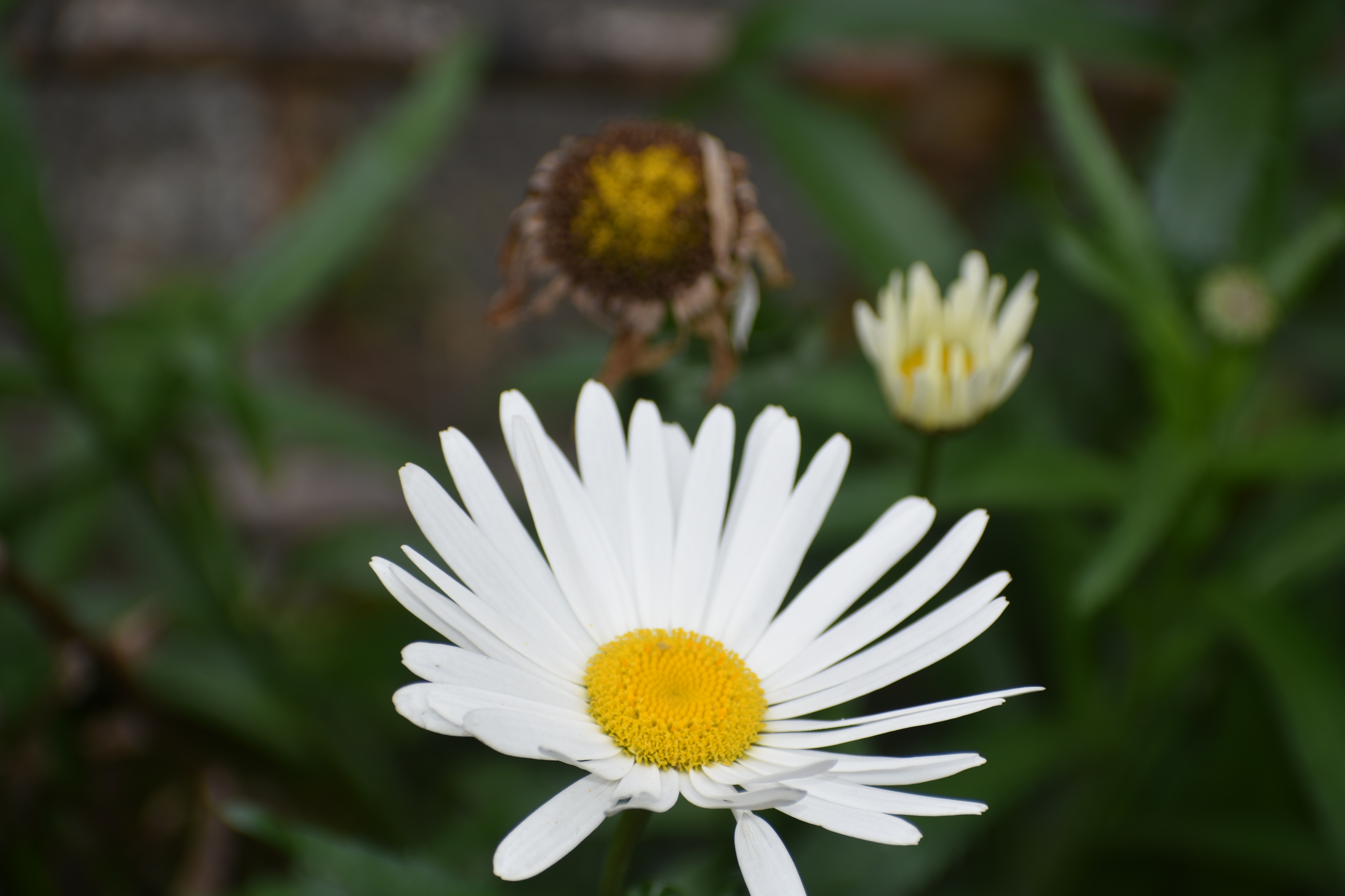 A vibrant daisy dominates the foreground with its bright yellow center and crisp white petals fanning outward. Behind it, blurred by a shallow depth of field, stands a small, pale yellow bud on the right and a wilting, brown flower head to the left. The background is a soft blend of leafy green foliage.
