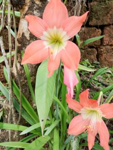 Peach amaryllis flowers in a tropical garden.
