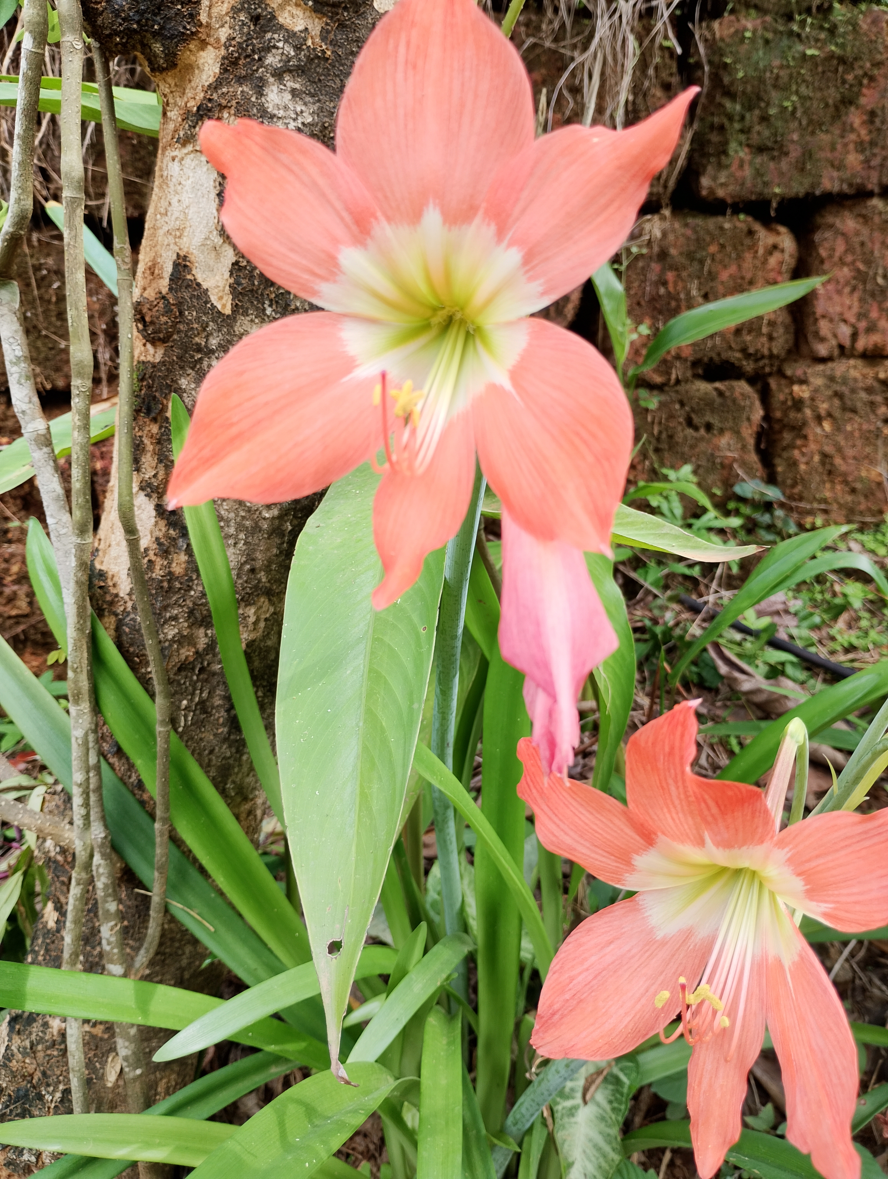 Peach amaryllis flowers in a tropical garden.
